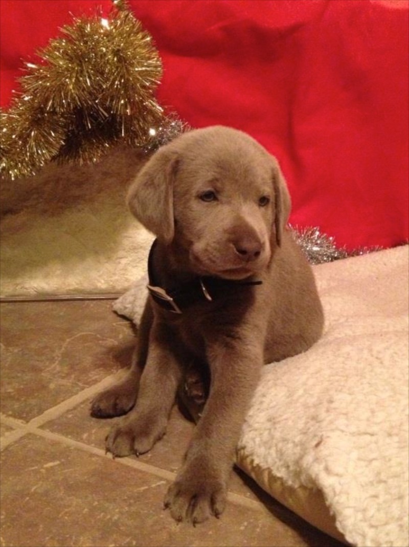 2012-12-24 Summit's 1st Christmas.jpg